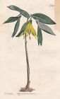 Large-Flowered Bellwort Canada Carolina Botany Engraving Incisione Curtis 1112
