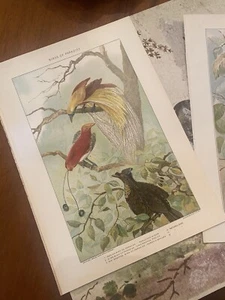 Antique Hummingbird prints, 2 - Picture 1 of 8