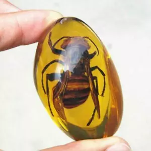 Schöne Bernsteinhornisse fossile Insekten manuelles Polieren Dekor schön - Bild 1 von 12
