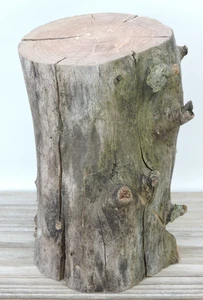 6" Apfel Holz Log Brocken Stick Schnitzen Rohling Handwerk Treibholz Astig 3 3/4 ~ 4" D - Bild 1 von 13