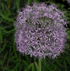 allium christophii - 9cm pot,EARLY SUMMER PROMOTION,reduced