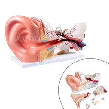 Human Ear Anatomy Model Educational Ear Model Anatomy for Hearing Aid Clinics