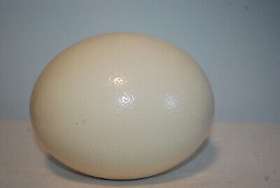 Cáscara De Huevo De Avestruz En Blanco Para Manualidades, Decoración, Pinturas • 22.60€