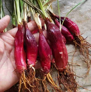 10+ kg Dayak Onion Sabrang (Eleutherine bulbosa) Organic - Picture 1 of 9