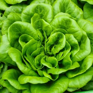 1/4 Lb Bibb Butterhead Lettuce Seeds - Everwilde Farms Mylar Seed Packet - Picture 1 of 2
