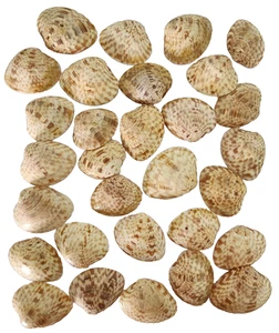 Lotto di 30 conchiglie Calico Clam - Isola di Sanibel, misura 2" - decoro costiero naturale - Foto 1 di 3