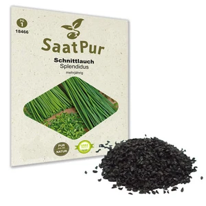SaatPur Schnittlauch Samen Küchenkräuter Samen Saatgut Graslauch ca 200 Pflanzen - Bild 1 von 10