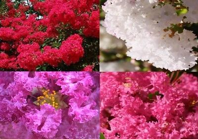 RED WHITE PURPLE PINK FLOWERING CREPE MYRTLE TREE LAGERSTROEMIA INDICA 100 SEEDS - Image 1 of 4