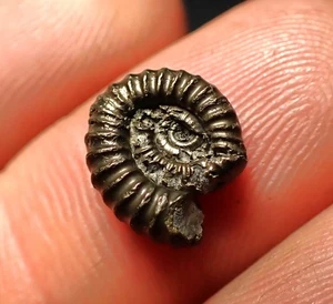 Distorted pyrite ammonite fossil Crucilobiceras (11mm) Charmouth Jurassic Coast - Picture 1 of 6