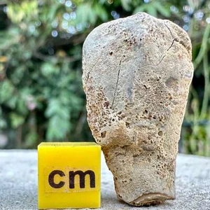 Serpulid cycloserpula intestinalis - jurassic coast fossil worm, kimmeridge clay - Picture 1 of 1