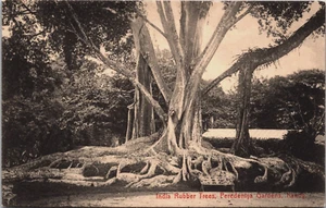 Ceilán India árboles de goma Peradeniya jardines Kandy Sri Lanka postal B175 - Imagen 1 de 2