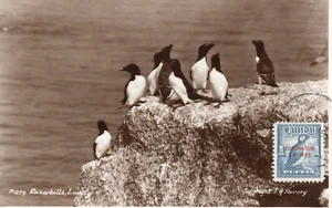 Lundy Island Used RP photo of razorbills franked with 1953 Coronation 1p - Picture 1 of 1