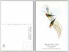 Carte postale oiseau GRASS-FINCH O221