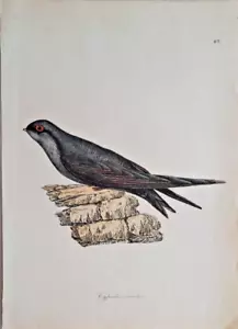 Cypselus unicolor Einfarbsegler Vogel Radierung Illustratíon of Ornithology 1826 - Bild 1 von 3