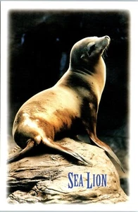Sea Lions Found Along the Coastal Waters of the Pacific Northwest Postcard - Picture 1 of 2
