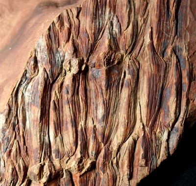 Extremely Rare big museum unknown Carboniferous lycopod Asolanus Cyclostigma ? - Image 1 of 4