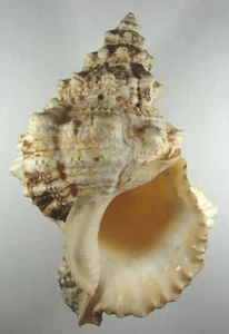 BURSA RUBETA 163.96mm SUPER CHOICE SPECIMEN Dar es Salaam, Tanzania - Picture 1 of 2