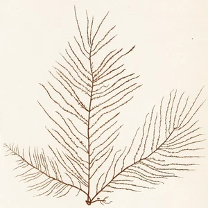 1797 JAMES SOWERBY SEAWEEDS, Hand-Colored Copperplate Engraving, No. 2326 - Picture 1 of 6