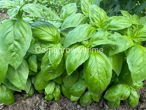 Basil Seeds ‘Sweet’ 200 Seeds Herb garden - Picture 1 of 1