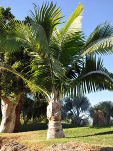 Palma tronco bianco - Ravenea rivularis (piantina) - palma - Foto 1 di 3