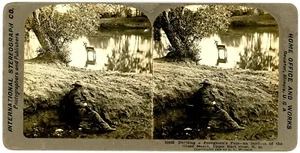 NORTH DAKOTA SV - Upper Hart River Pronghorn - Intl Stereo Co c1908 - Picture 1 of 1