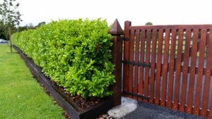 70 Cherry Laurel Fast Growing Evergreen Hedging Plants 30-50cm Tall Potted - Picture 1 of 11