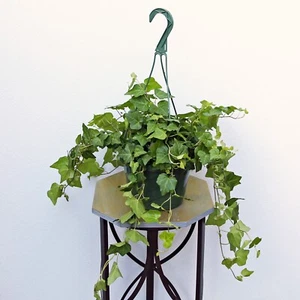 LIVE Ivy Hedera Helix trailing houseplant in 8" hanging basket - Picture 1 of 6