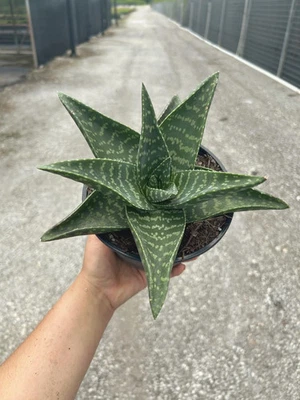 Haworthra Tiki Zilla | Tropical Succulent House plant in 6" Pot  - Image 1 of 4