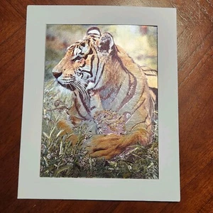 Dufex Folie Tiger Porträt Passepartout Kunstdruck Tier Natur 8" x 6" Hergestellt in England - Bild 1 von 9