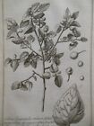Antiquarian Engraving of Celtis Orientalis - 1717 - Herbs, Plants, Botany