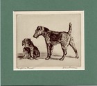 ~ Welsh Terrier ~ Caught or Found?  Print by Diana Thorne Genuine Vintage 1935