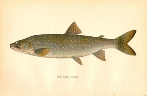 1892 Vintage Denton Fish Print ~ The Lake Trout - Picture 1 of 1
