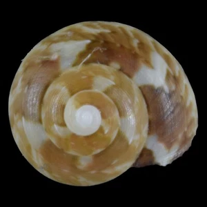 SERICOMINOLIA VERNICOSA (Isla Mactan, Filipinas) 6,7 mm #47406 - Imagen 1 de 3