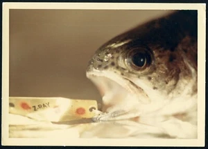 Z-RAY, still life w strange fish, unusual eye,  Vintage fine art Photograph, - Picture 1 of 3