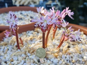 Brunsvigia namaquana Loriesfontein form - Rare bulb South Africa Flowering size - Picture 1 of 6