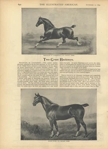 Hackney Stallion Matchless of Londesbough 1894 White Socks Vintage Race Horses - Imagen 1 de 2