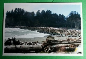 TWILIGHT LAPUSH WASHINGTON FORKS TREE BEACH SHORE DRIFTWOOD 4x6 PHOTO POSTER - Picture 1 of 1