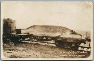PECES EXAGERADOS FERROCARRIL CENTRAL DE WISCONSIN ANTIGUA FOTO REAL POSTAL RPPC - Imagen 1 de 2