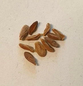 Pachypodium horombense - 3 Samen - Bild 1 von 2