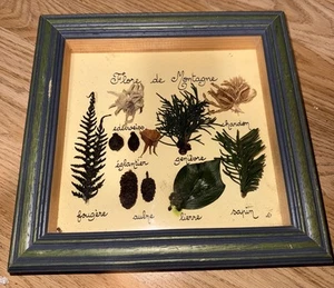 Vintage French Framed Botanical Specimen Set – ‘Flore de Montagne’ - Picture 1 of 7