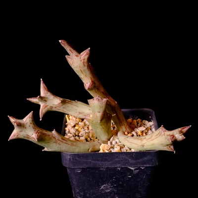 Orbea schweinfurthii - 3.25 英寸锅 - Stapeliad — 第 1/2 张图片