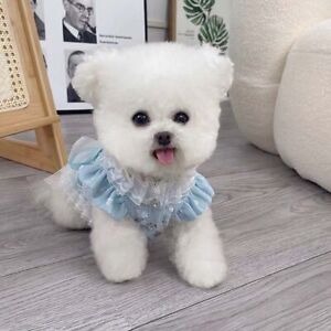 For Small Medium Dog Puppy Dog Dress Pet Supplies Puppy Clothes Dog Skirts