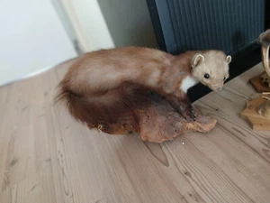 Gut erhaltenes Marder Steinmarder  montiert - Bild 1 von 20