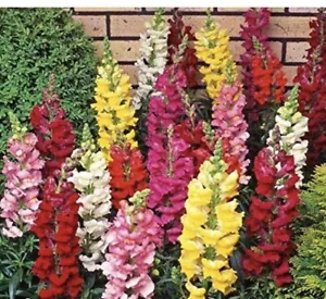 100g Snapdragon Tall Mix Seeds , Tall Flower USA BRIGHT MIXED COLORS - Picture 1 of 2