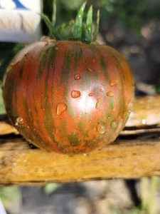 Tomate Kozula 128 , 10 semillas (146) - Picture 1 of 1