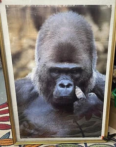 Póster Silverback Gorilla dedo medio 23 x 35 estilo retro dañado vintage años 80 - Imagen 1 de 6