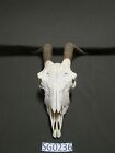 Goat skull hill country outdoors wildlife rustic decor SG0236