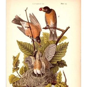American Robin/Migratory Thrush ~ Original 1888 ~ Bird Print ~ Color Plate #49 - Picture 1 of 2
