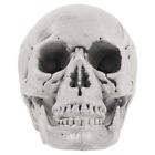 Household Decor Scary Skeleton Hallowen Halloween Skull Decorations