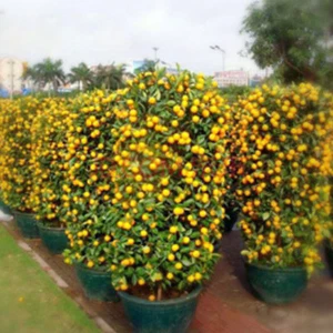 20pcs Orange Tree Seeds Fruit Seeds Dwarf Standing Indoor Plant in Pot Garden - Picture 1 of 6